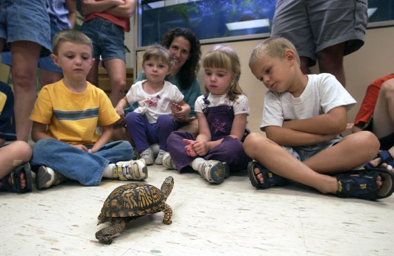 Box turtle walking towards a of young kids at Gillette Nature Association