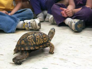 turtle with small children